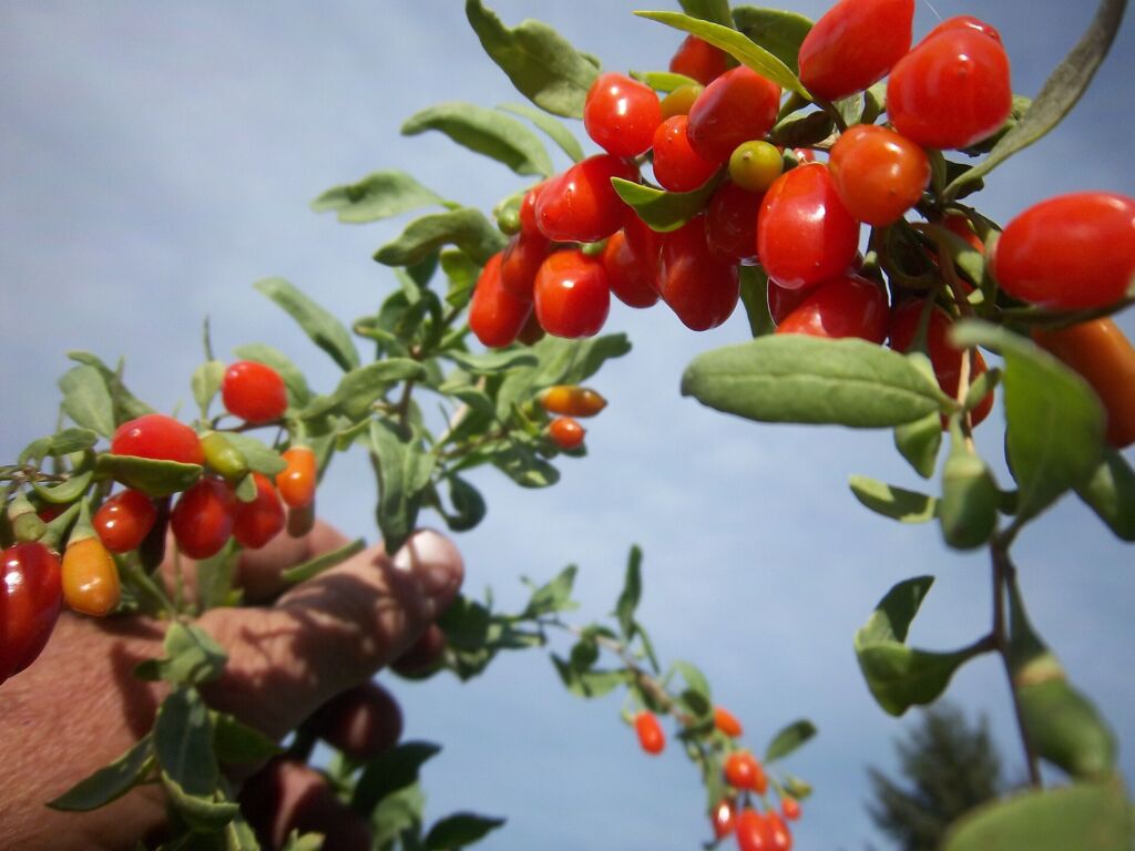 Bacche di goji mature sulla pianta, Lycium barbarum, della stessa famiglia di pomodori e peperoni.