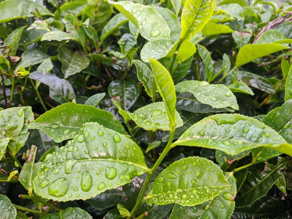 Foglie di tè verde: alcune creme a base di estratti di tè sono state studiate nell'acne lieve, con risultati ancora limi