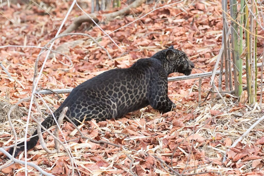 Un leopardo nero: alla luce si vedono le rosette del mantello. La pantera nera non è una specie, ma un leopardo o un gia