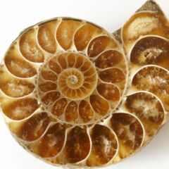 conchiglia fossile spirale
