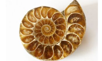 conchiglia fossile spirale