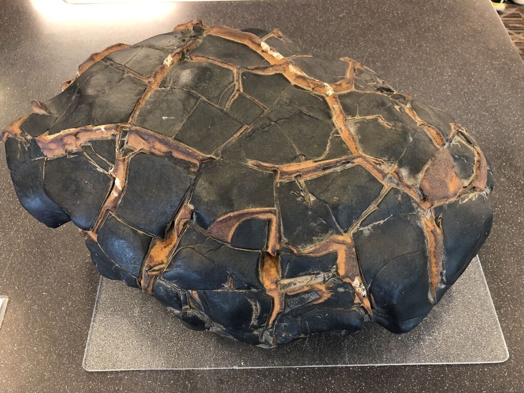 Una septaria lucidata: le crepe interne del nodulo sono state riempite da cristalli di calcite gialla.