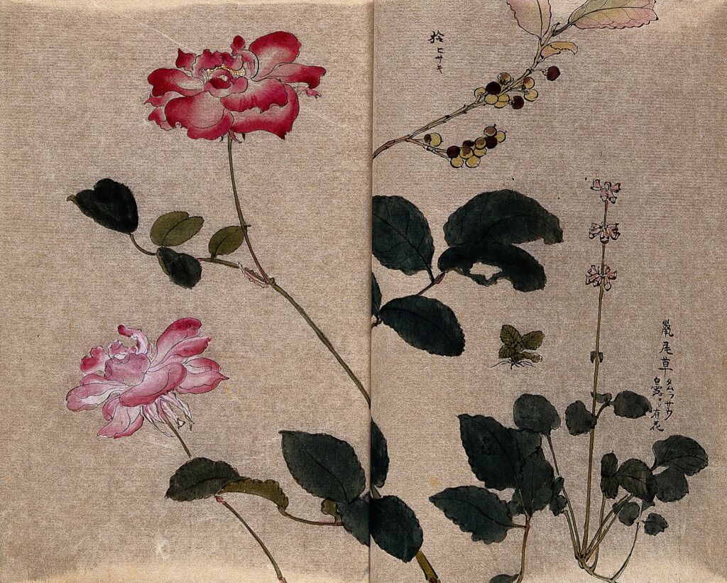 Rose in un'antica illustrazione botanica: i fiori hanno significati che cambiano da una cultura all'altra.