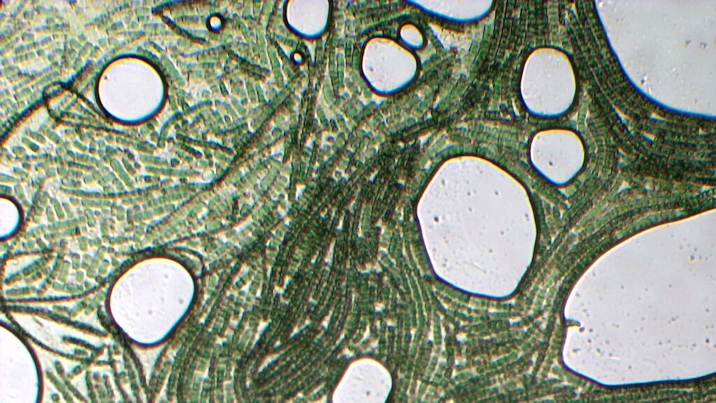 La spirulina vista al microscopio: è un cianobatterio a forma di spirale, non una vera alga.