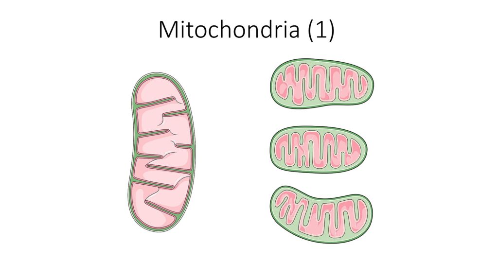 I mitocondri, le piccole centrali energetiche delle cellule: è qui che lavora il coenzima Q10.