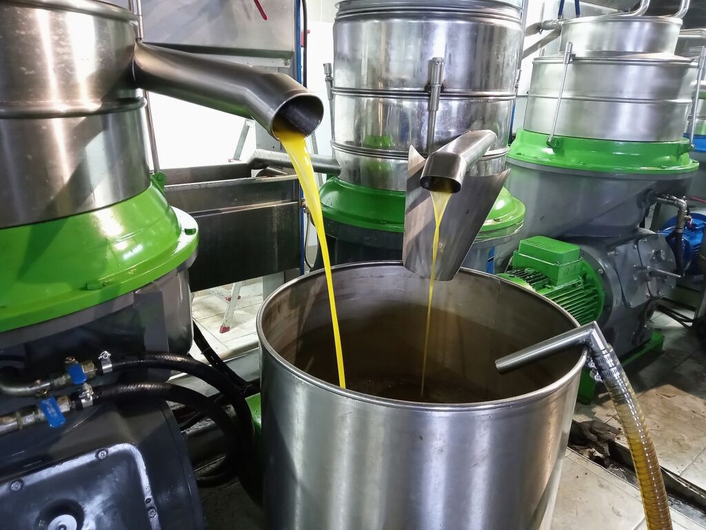 L'olio extravergine d'oliva appena franto: è il grasso alla base della dieta mediterranea, il modello alimentare con più