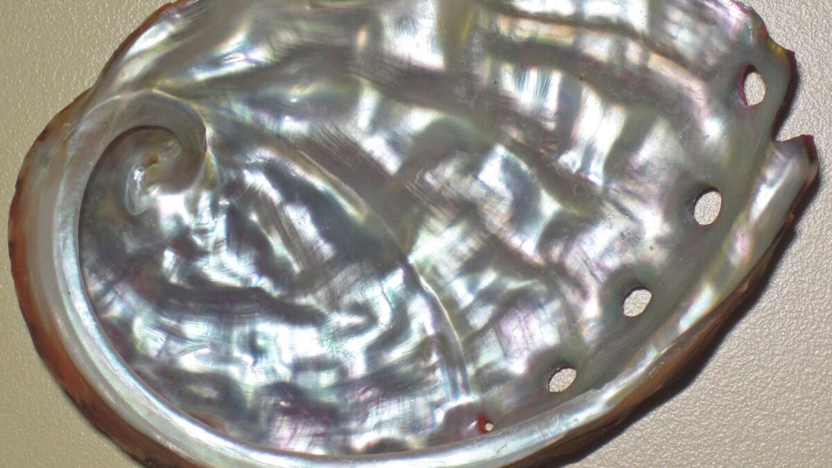 L'interno madreperlaceo di una conchiglia di abalone